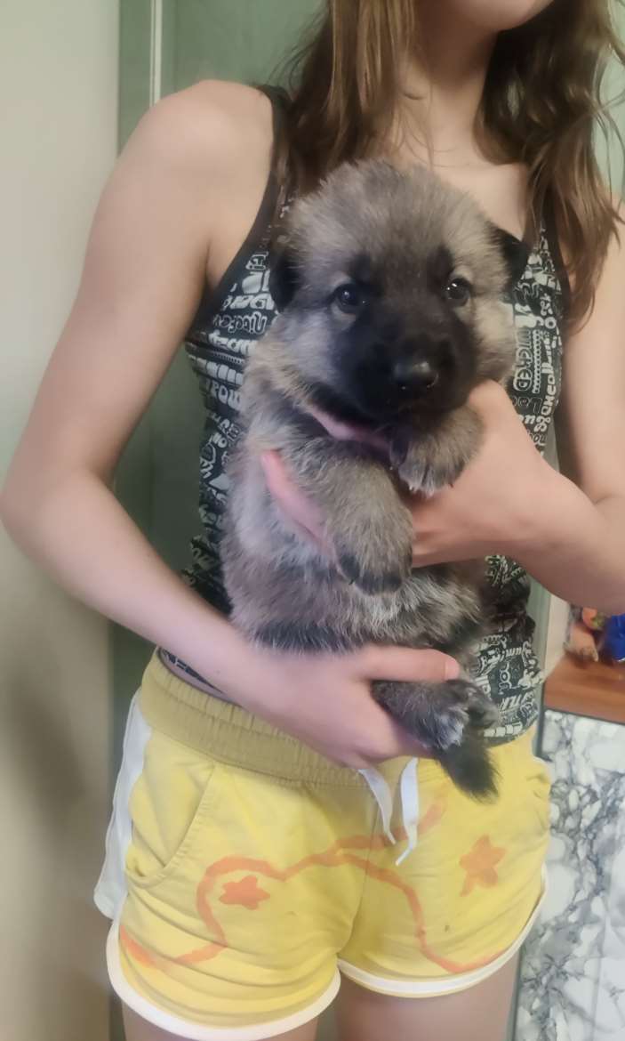 Saksanpaimenkoira/malinoispentuja