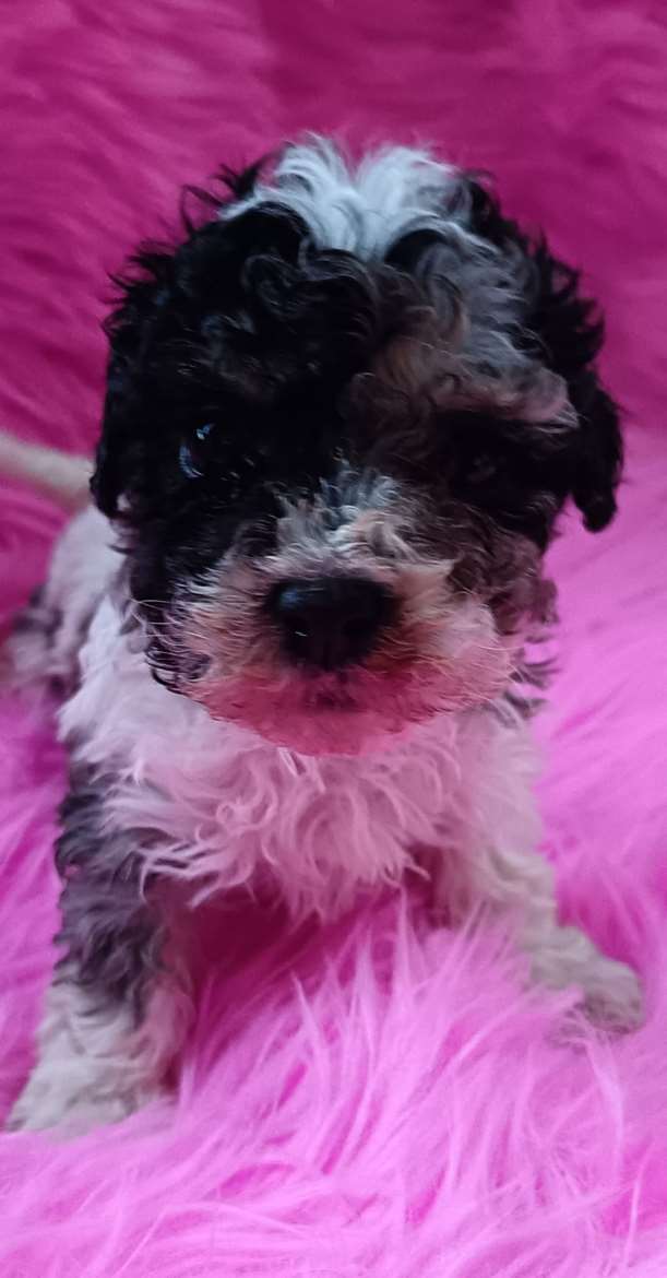 Maltipoo