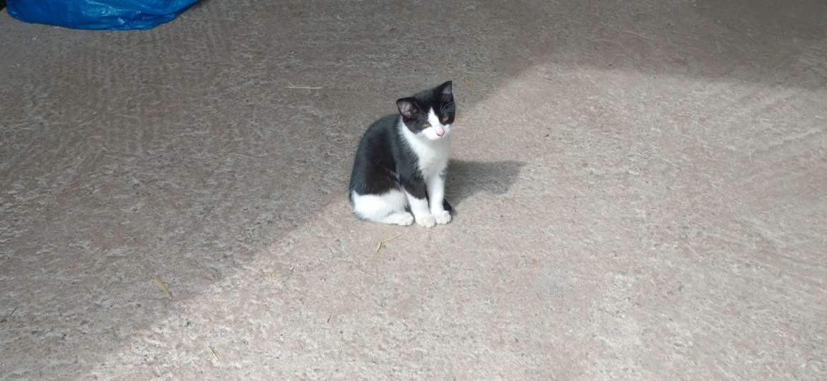Tyttö