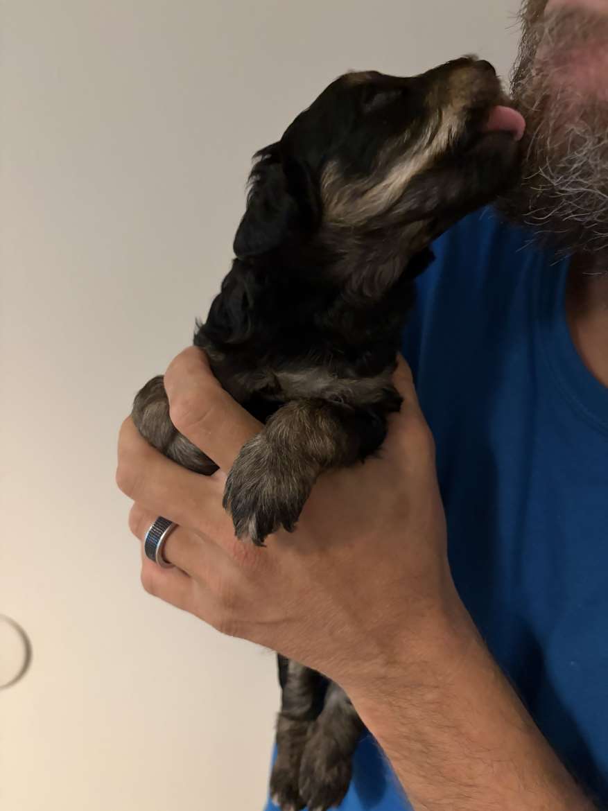 Schnoodle tyttö ja poika pennut