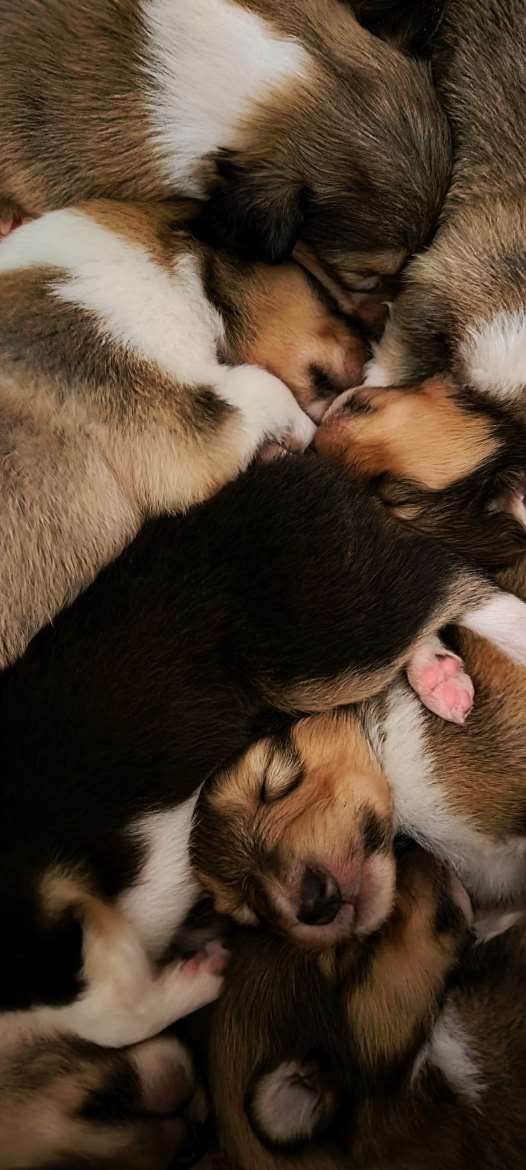 Pitkäkarvainen collie pentuja