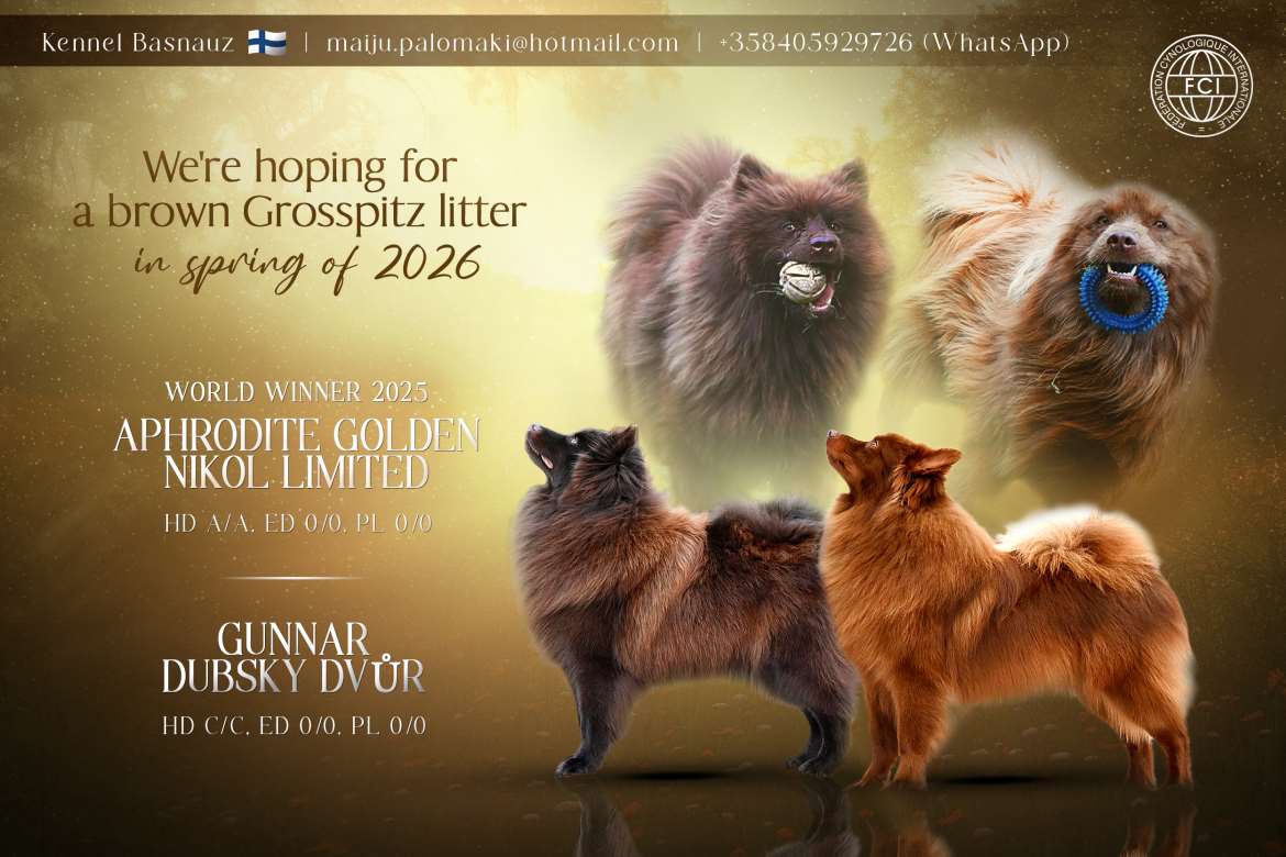 Saksanpystykorva, grosspitz