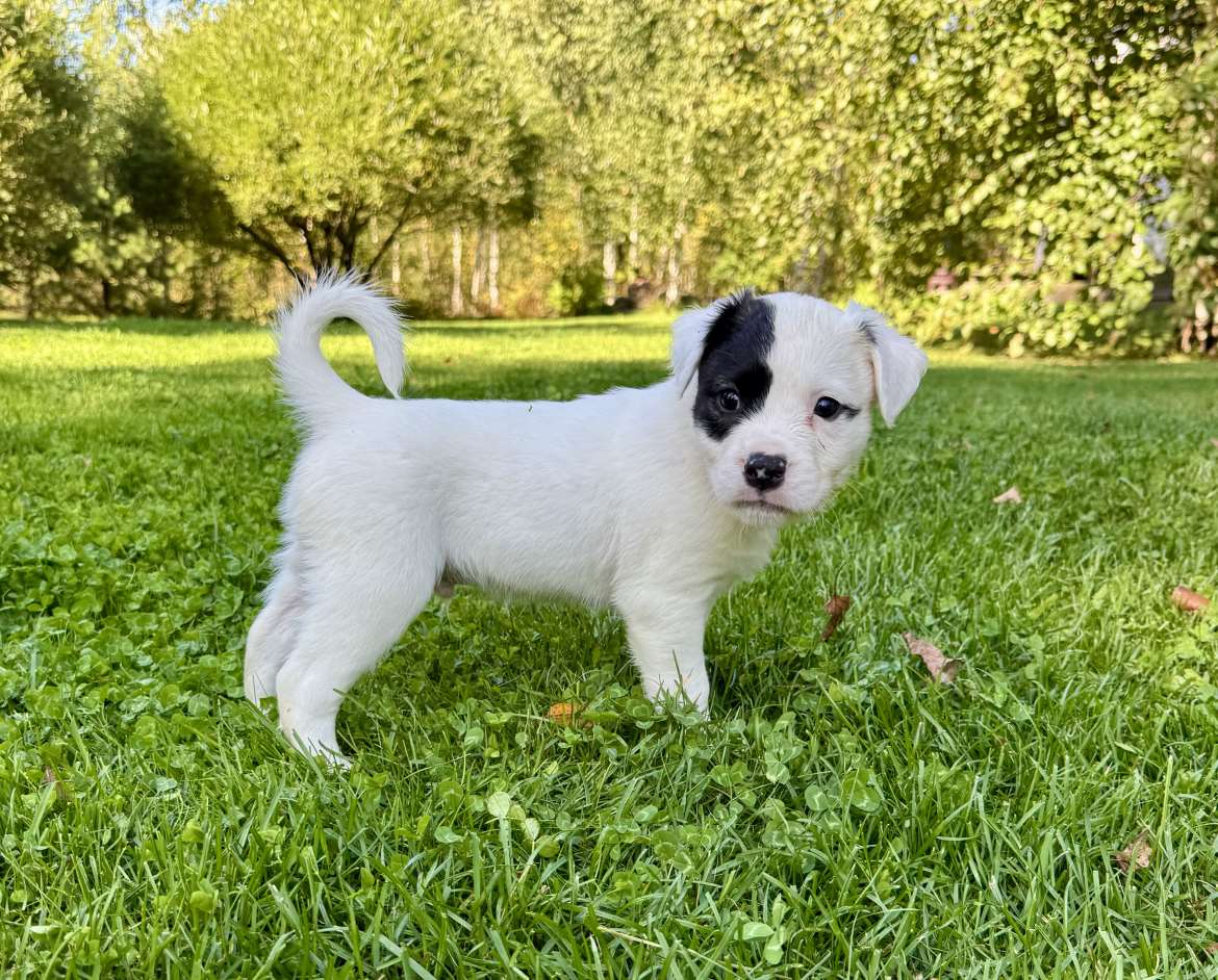 DogHill’s Napoleon 