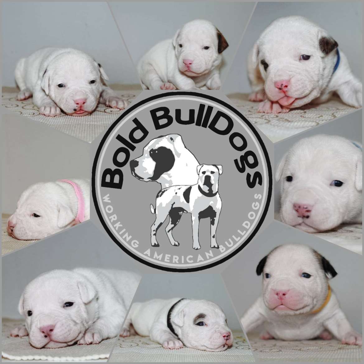 American bulldogs pentuja