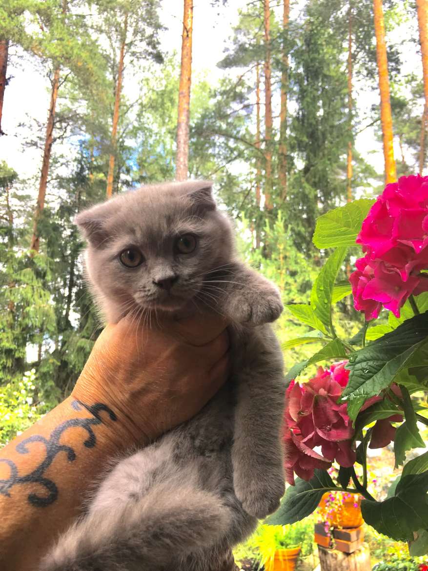 Mosse