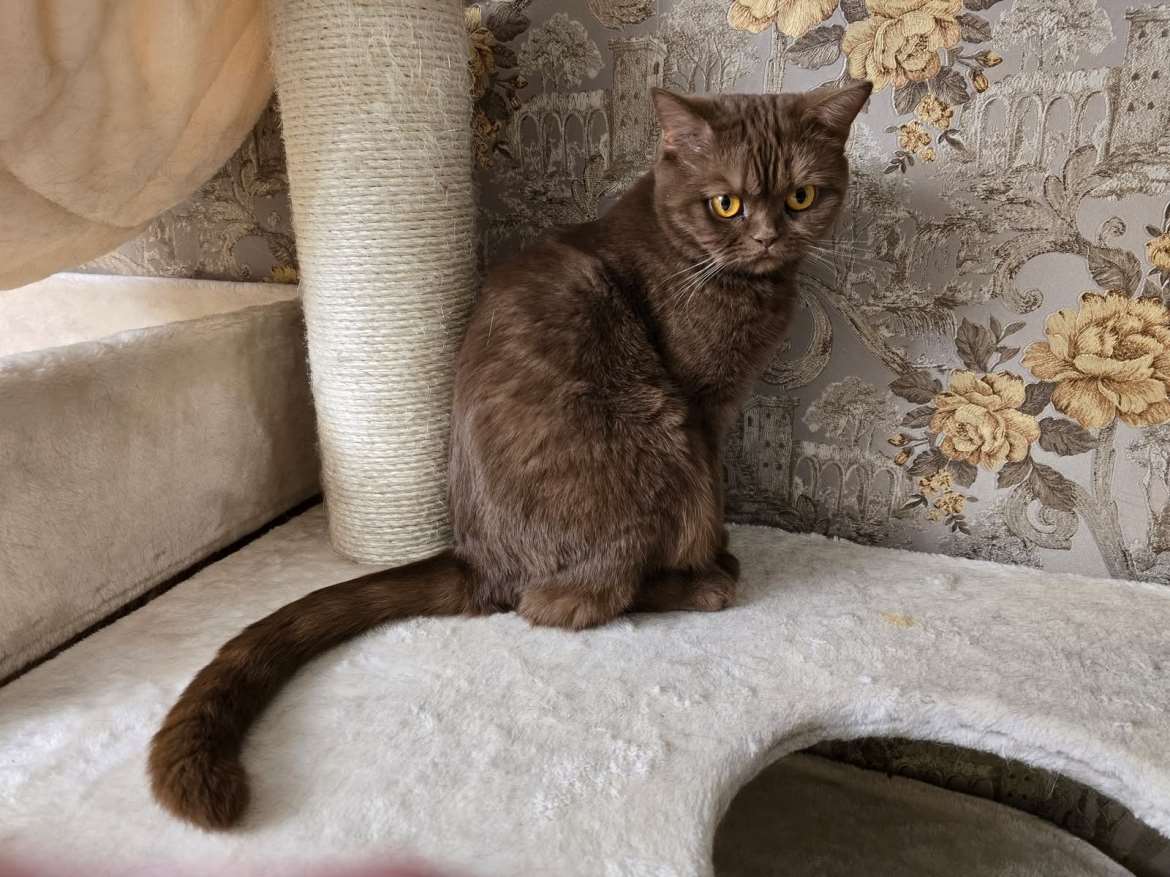 Daisy- Cinnamon
