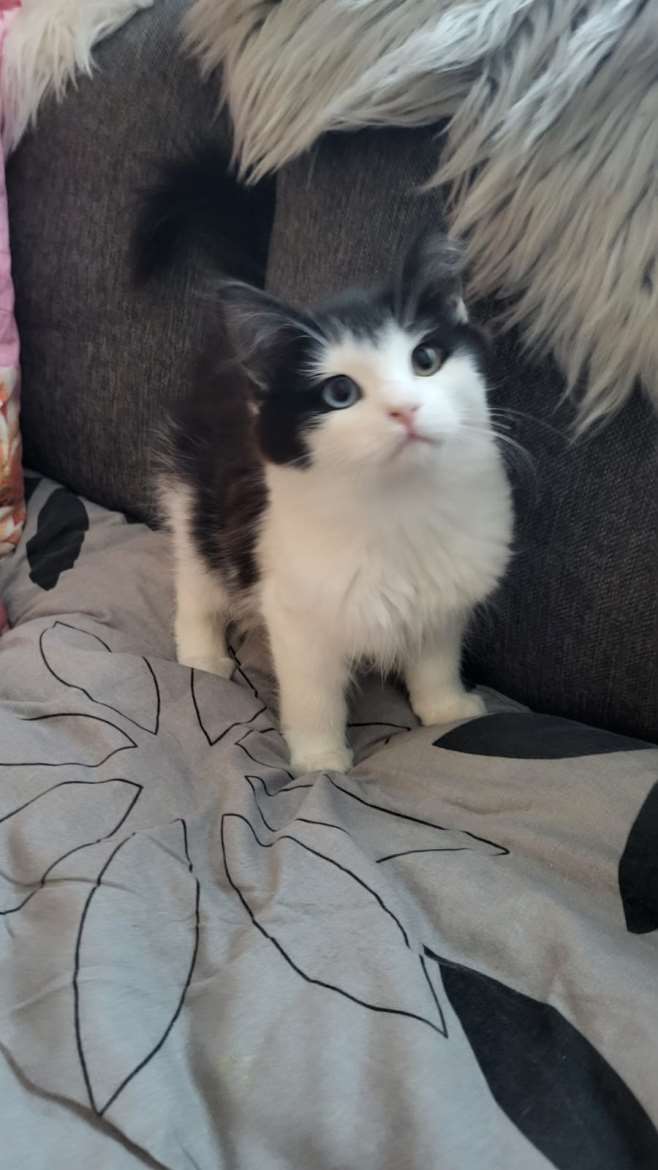 Poikka
