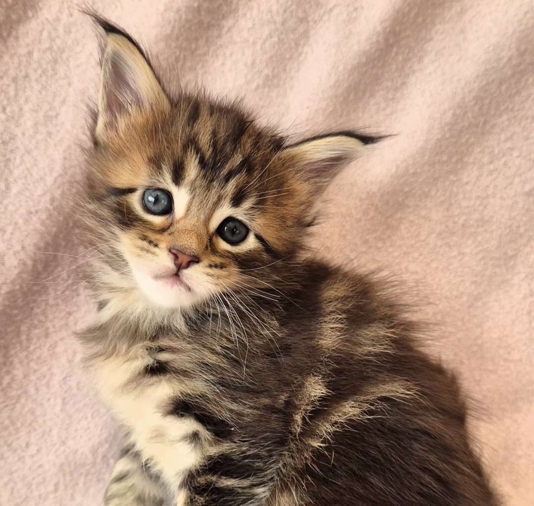 Maine Coon -kissanpennut