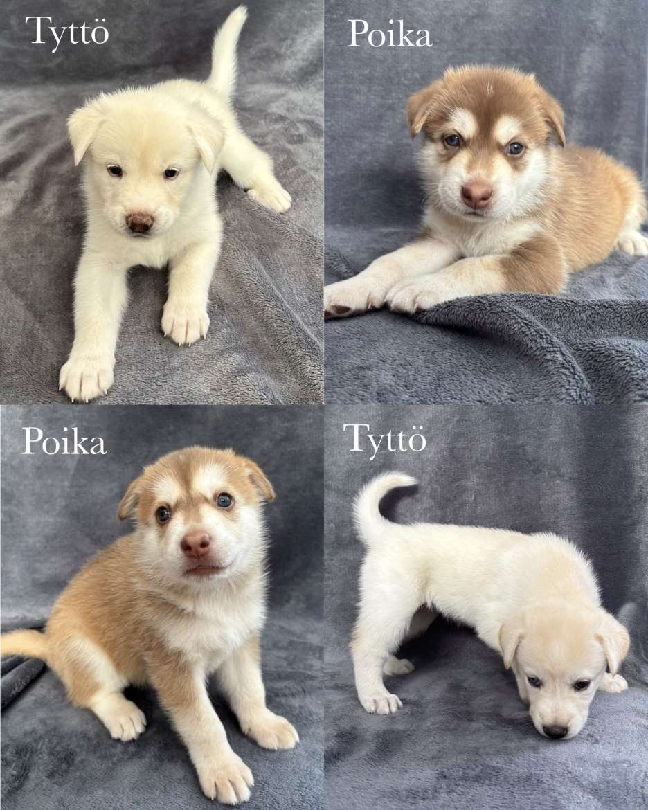 Ylärivin tyttöpentu varattu