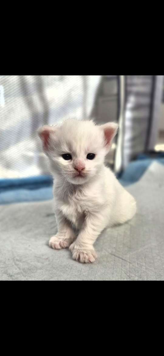 Maine Coon -kissanpennut