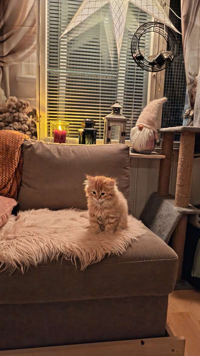 🐾Pentu numero 3 poika 💙