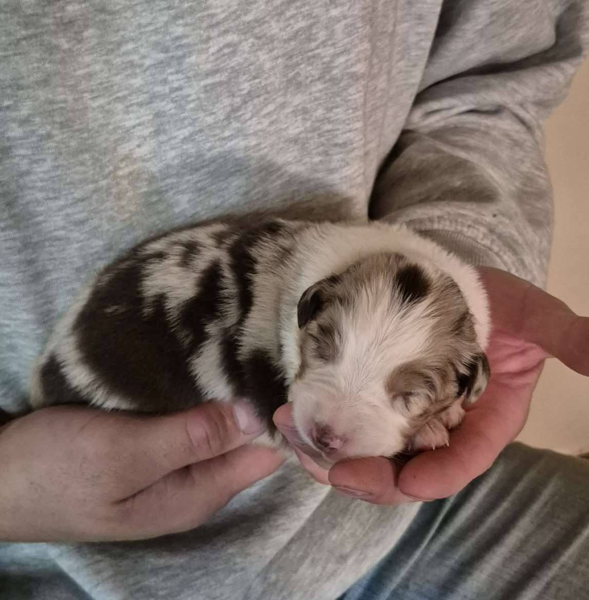 Red merle uros