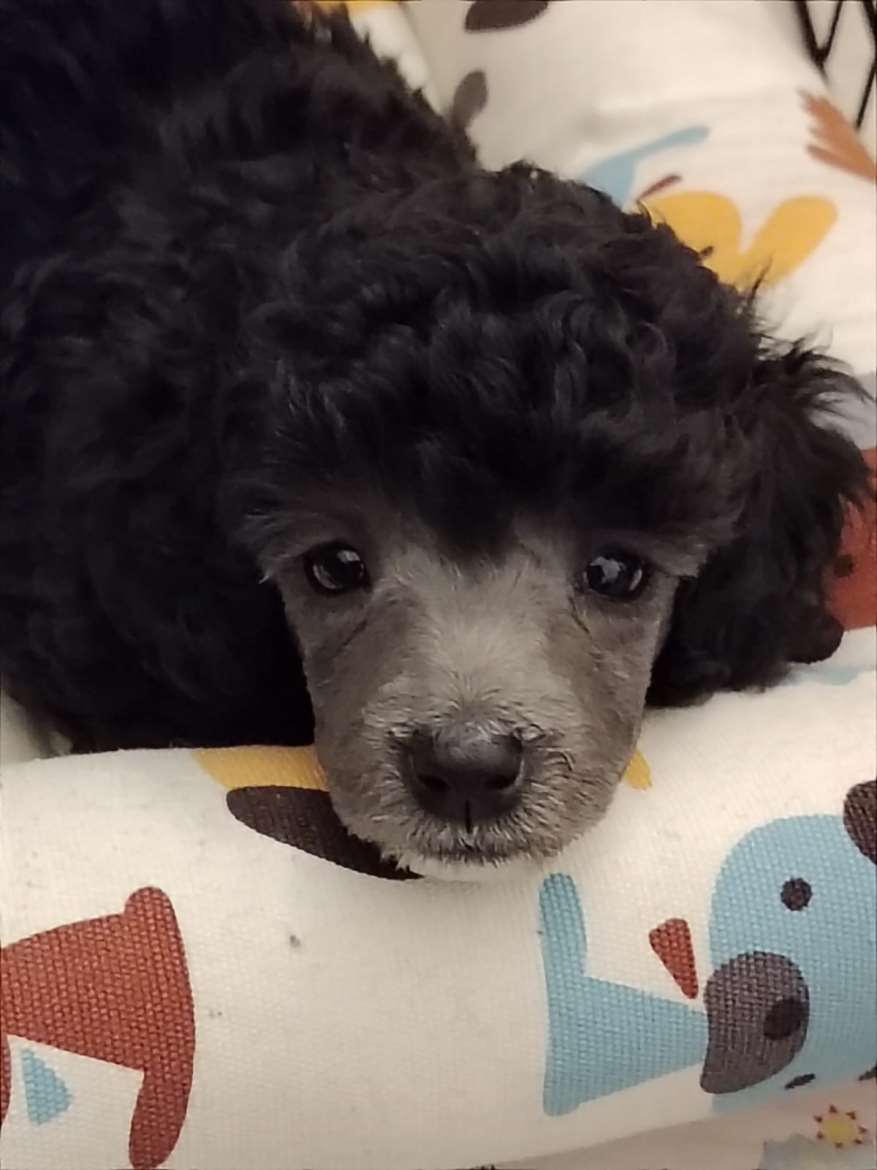 Kääpiövillakoiran uros pentu.