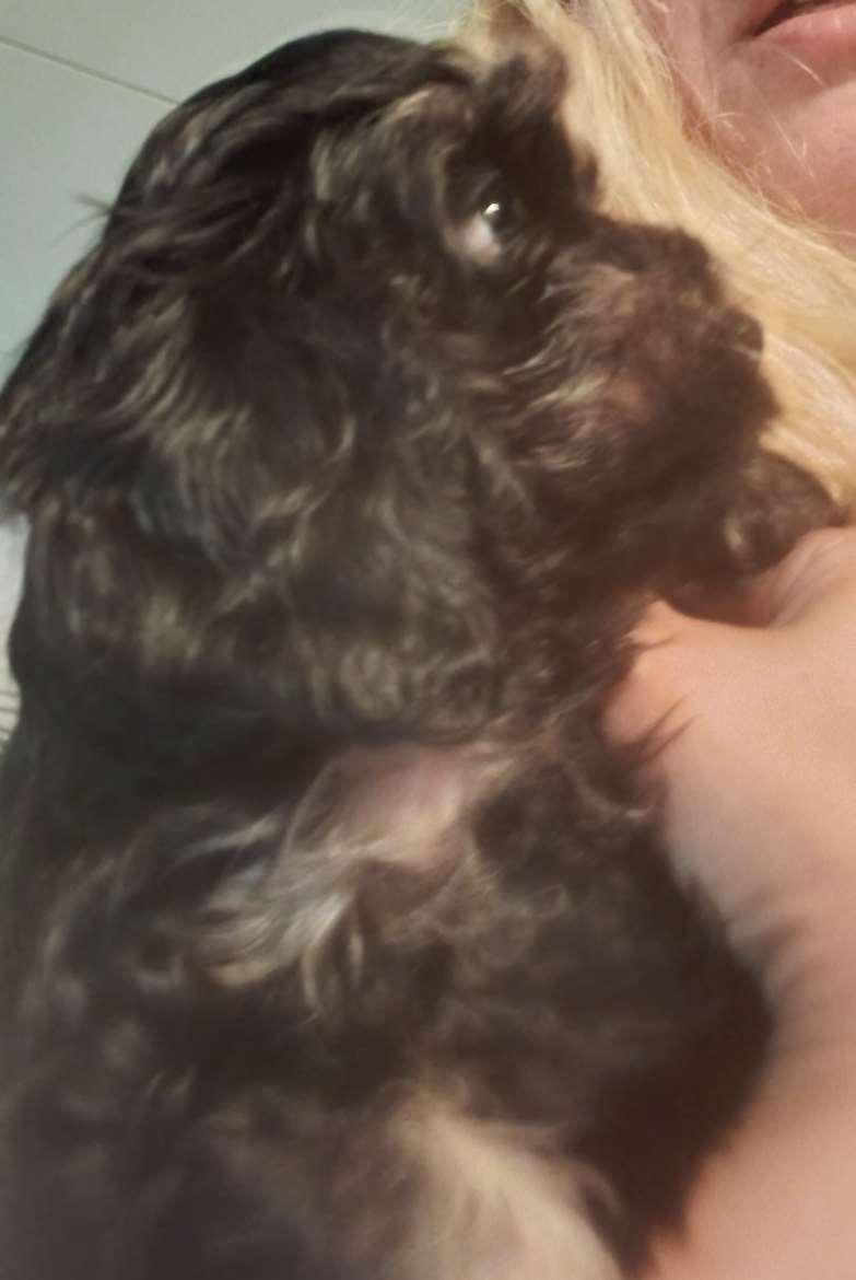 Cockapoo