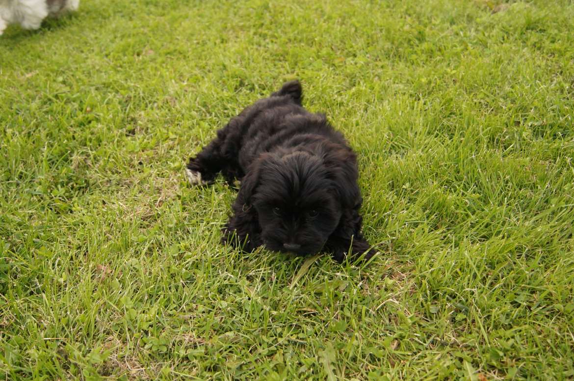 black poikaa 1600 euroa