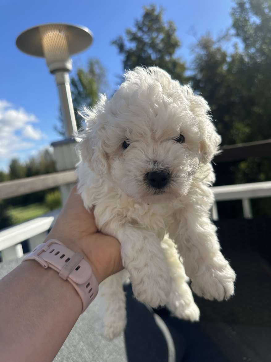 Bichon Frise pentue