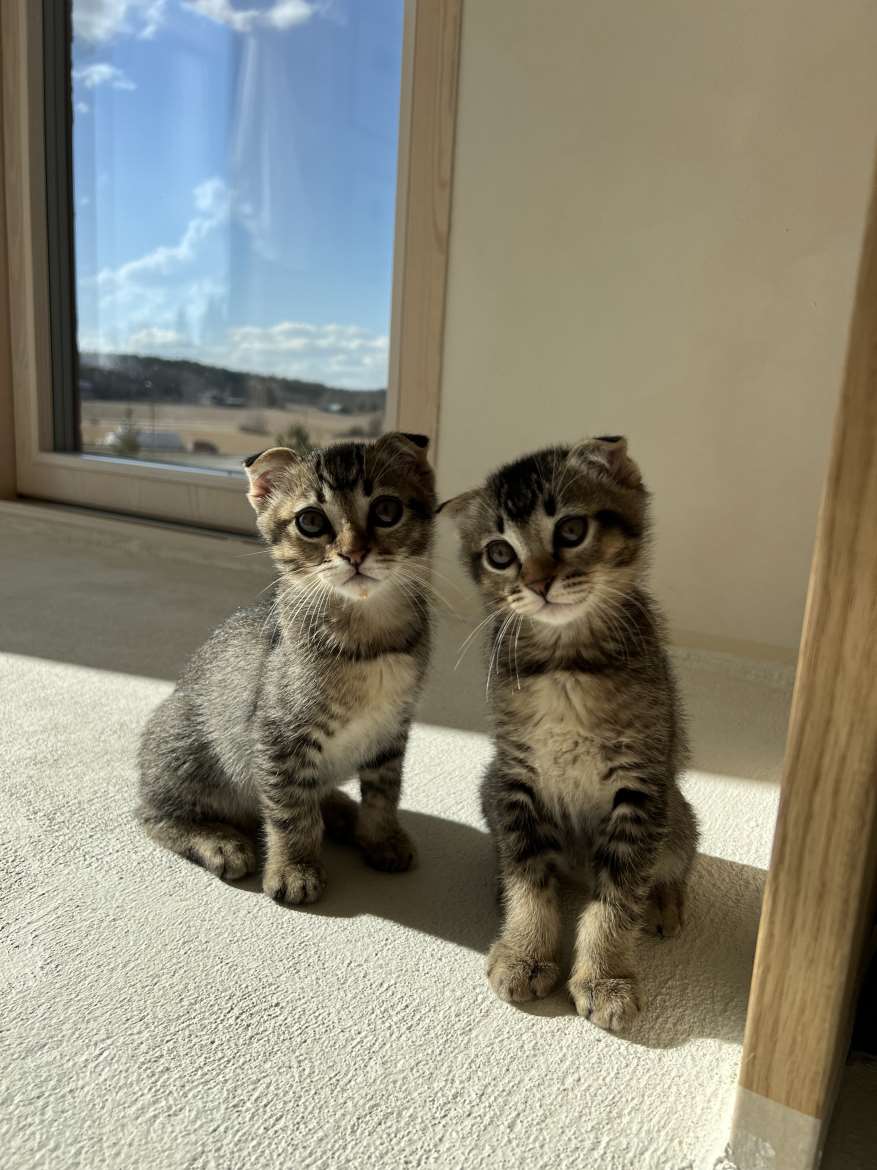 Kaksi hurmaavaa pientä kissapoikaa