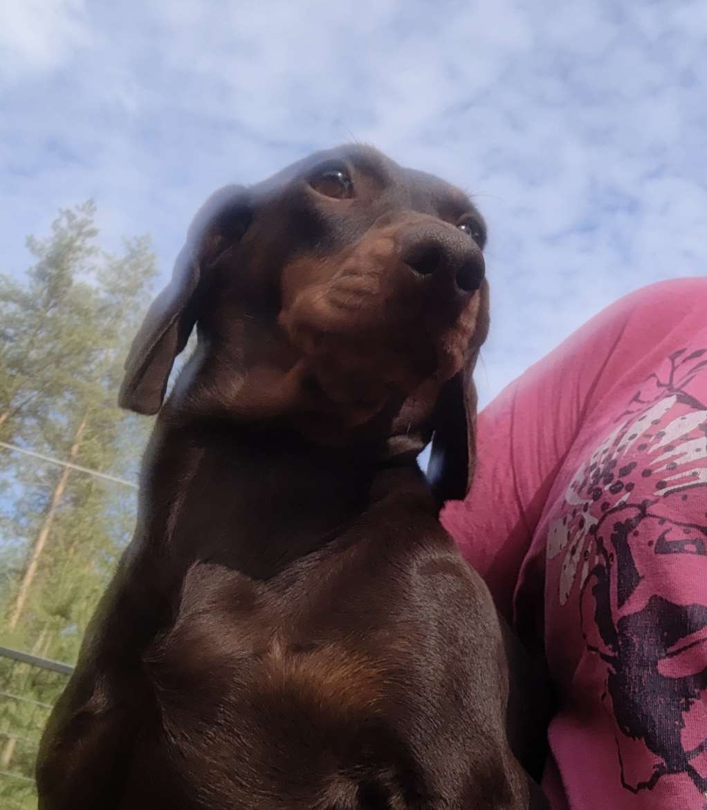 Lk mäyräkoirat