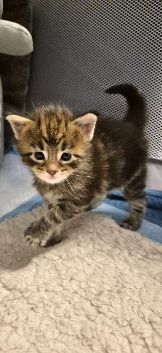 Maine Coon -kissanpennut