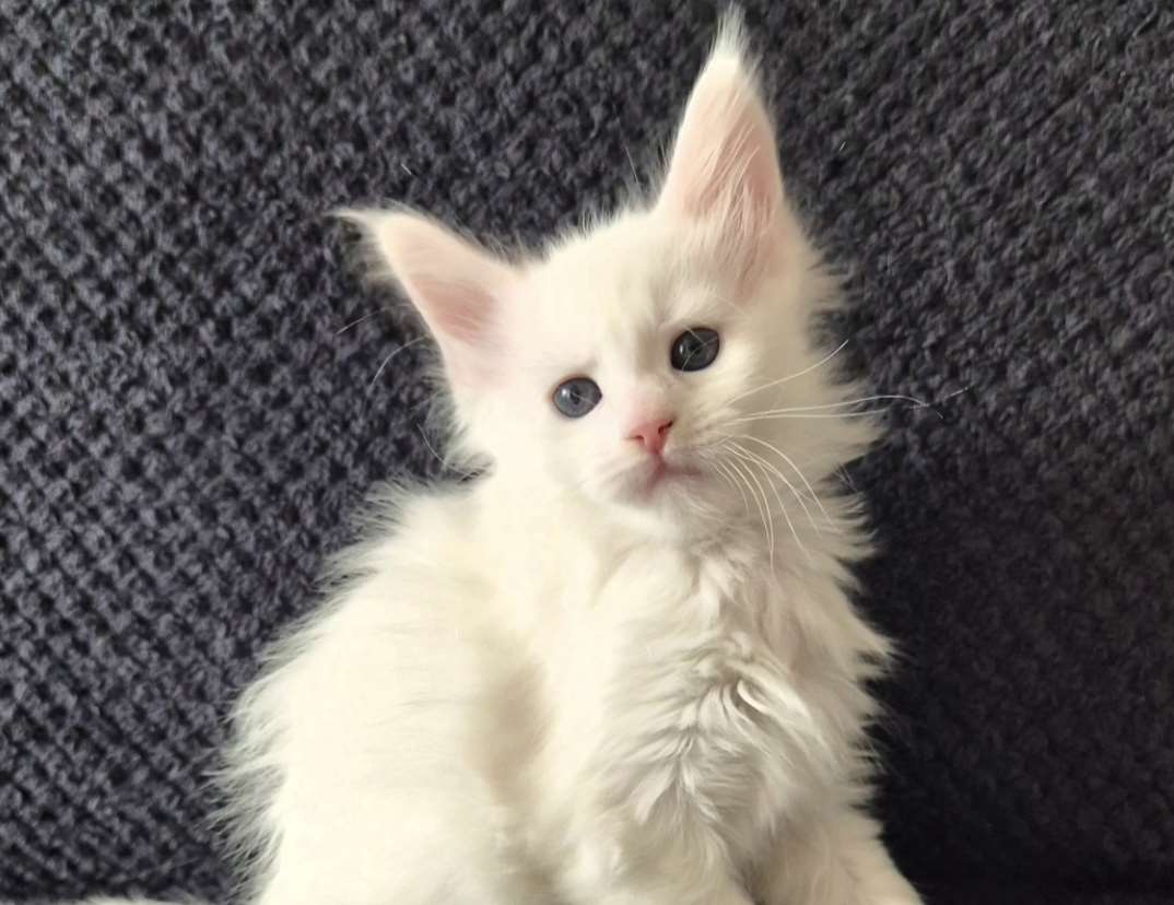 Maine Coon -kissanpennut