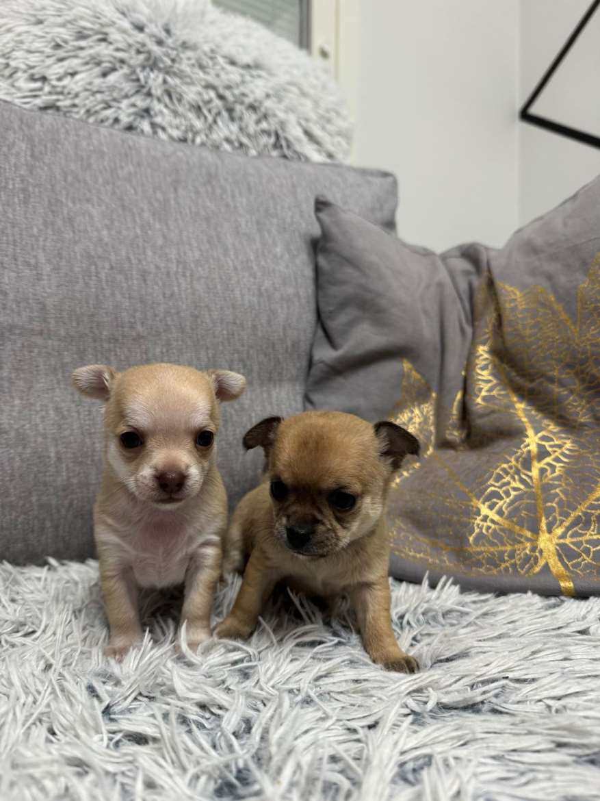 Chihuahua pennut