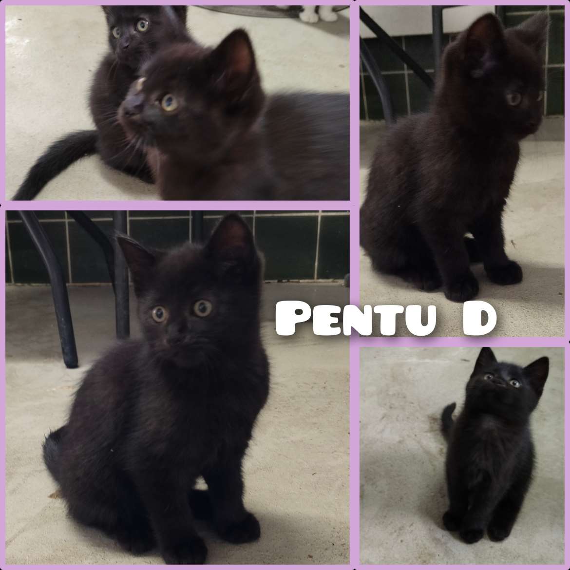 Pentu D lyhytkarvainen tyttö 