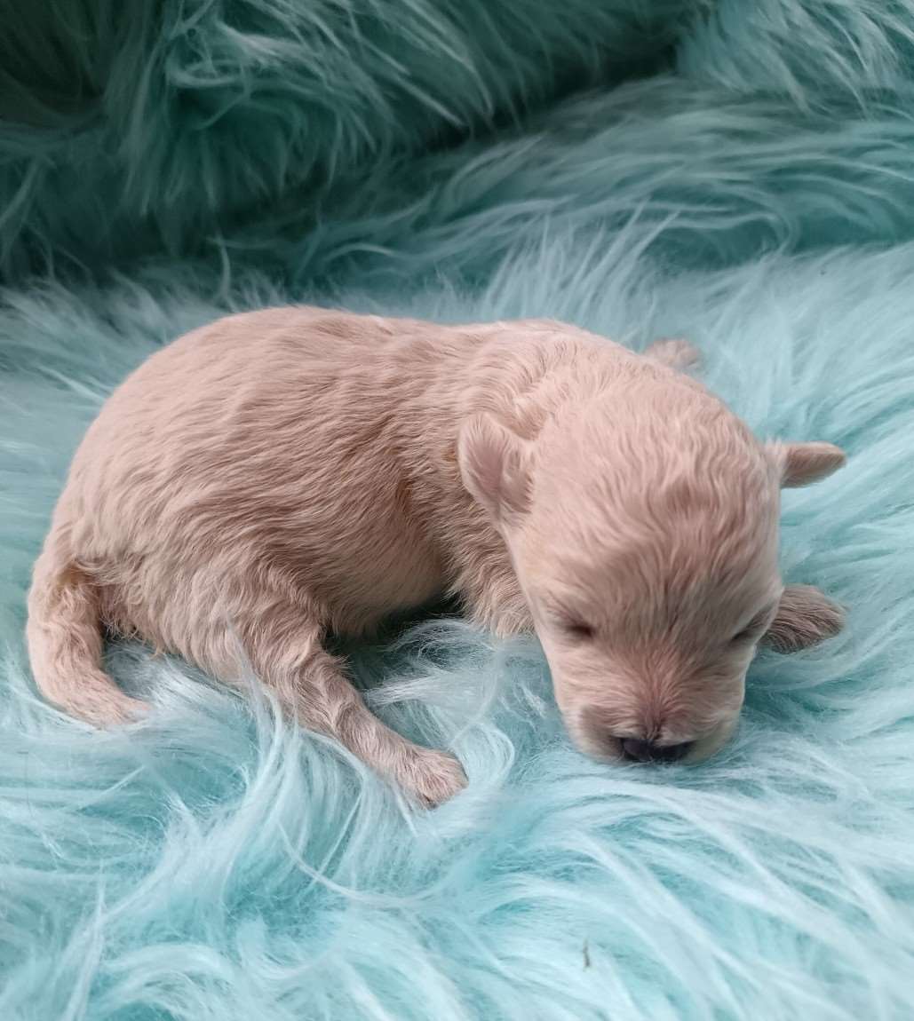 Maltipoo