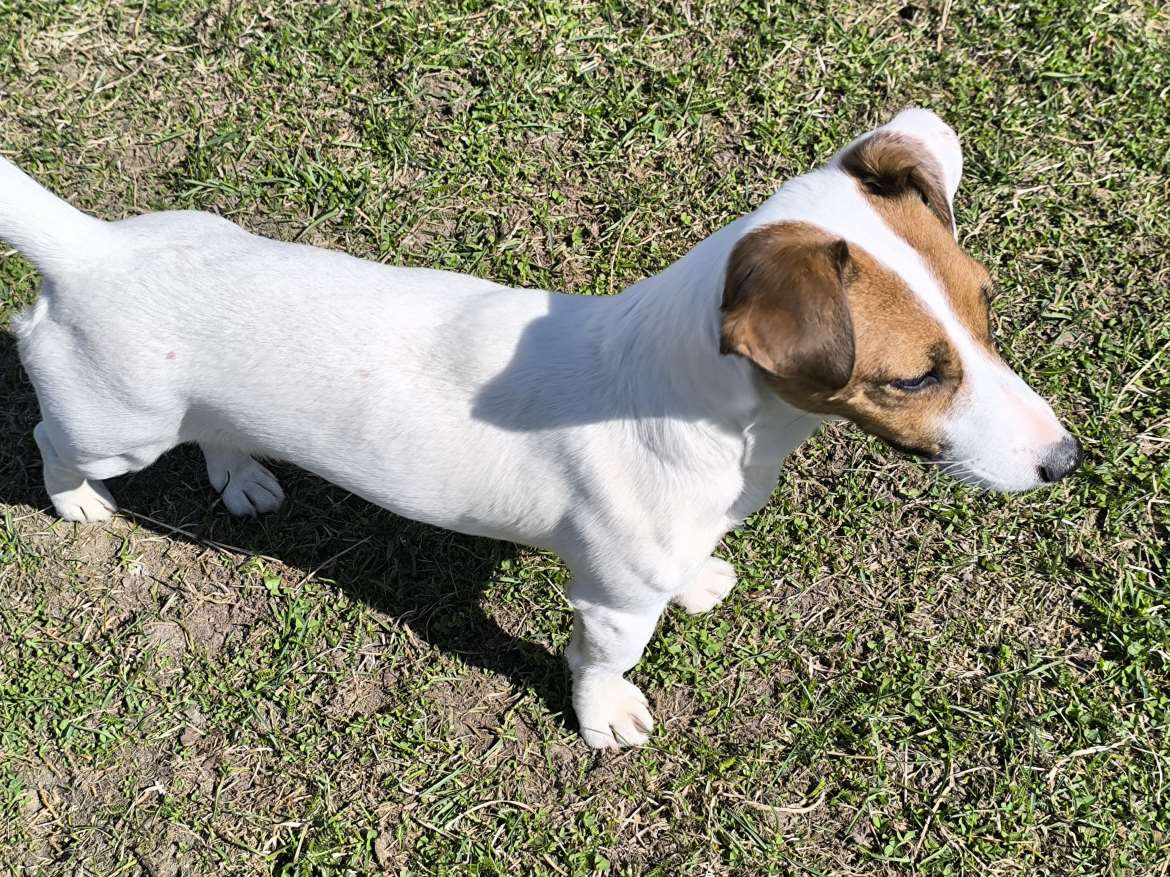 Jackrussellinterrierin narttu