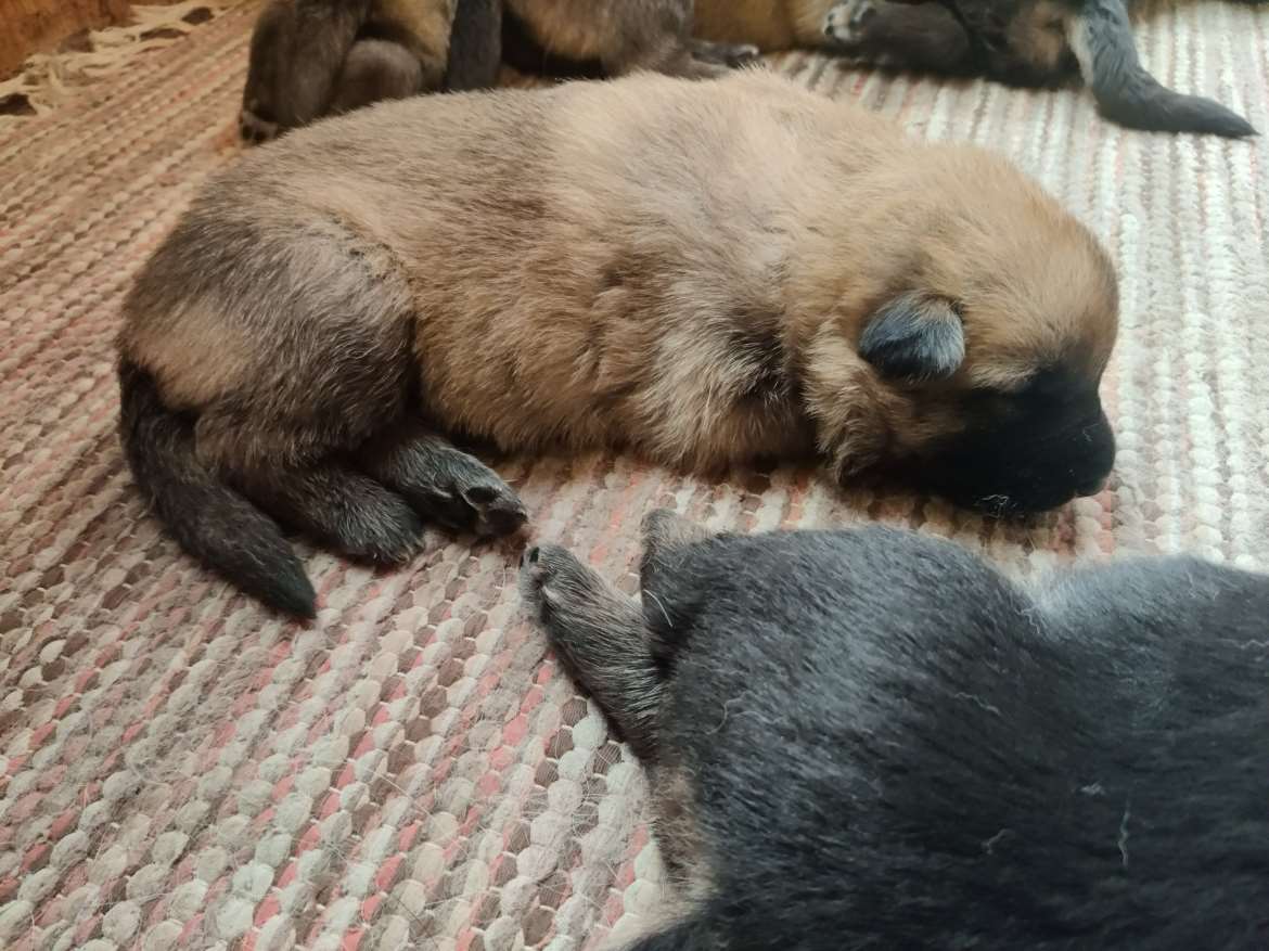 Saksanpaimenkoira/malinoispentuja