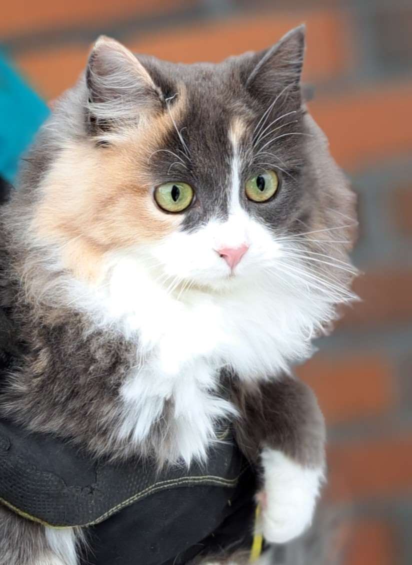 tyttö kissa