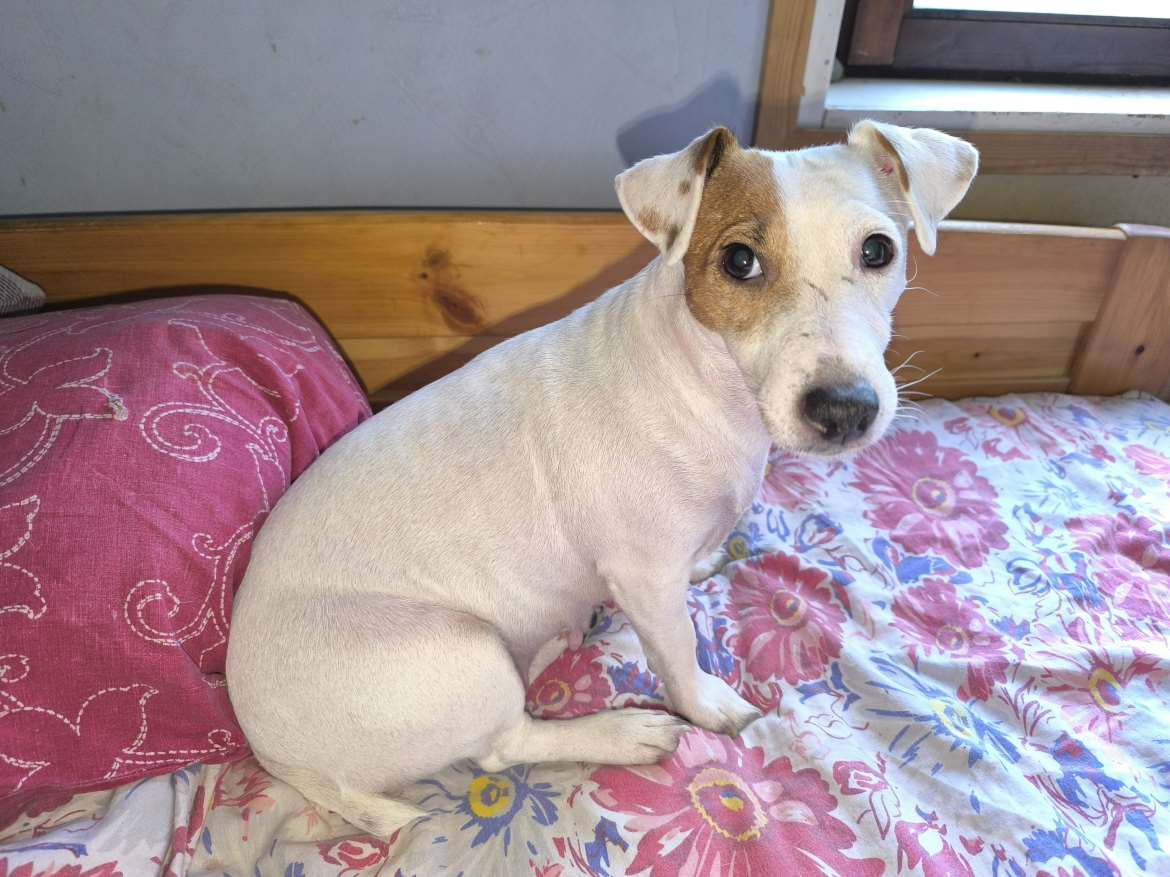 Jackrussellinterrierin narttu