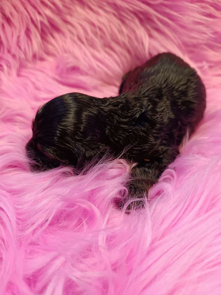Cockapoo