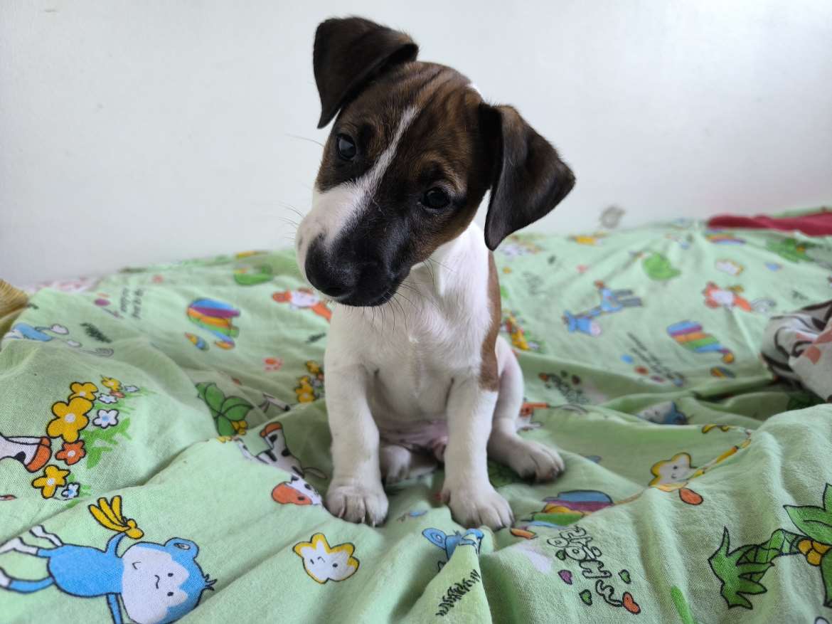 Jackrussellinterrierin pentu