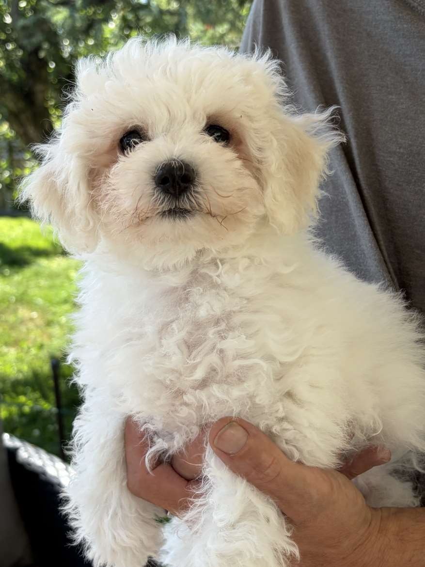 Bichon frise tyttö sijoitetaan