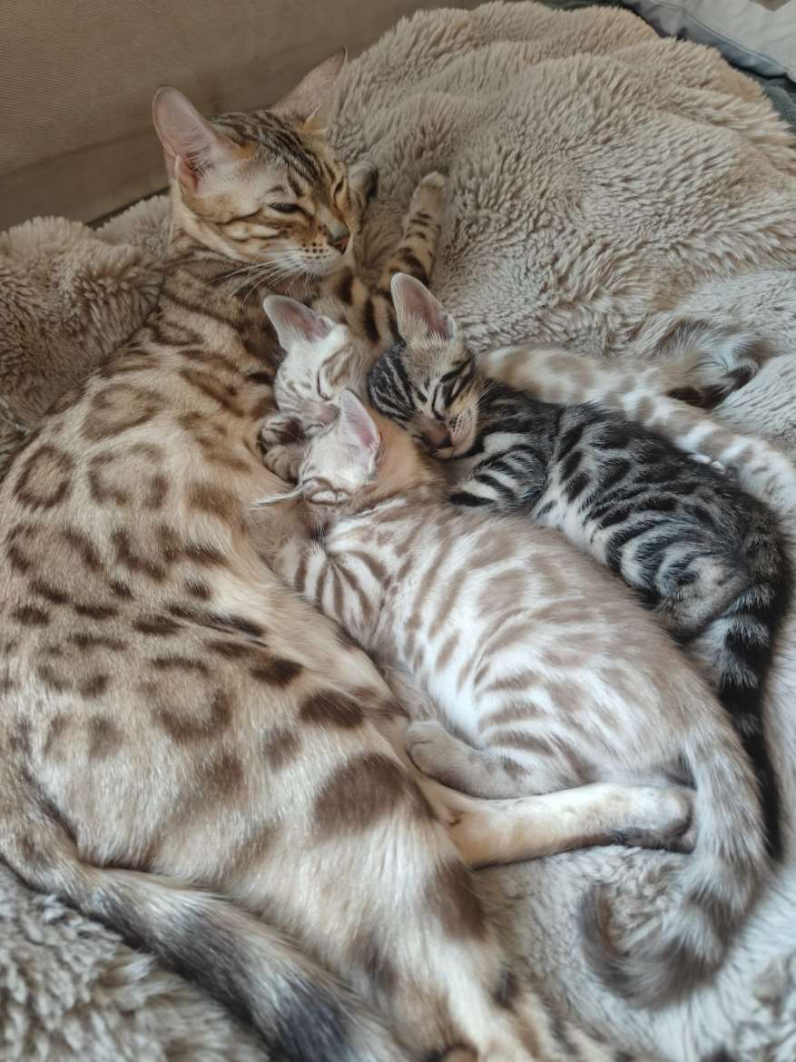 Rekisteröidyt Bengal -pennut, luovutus kesäkuussa