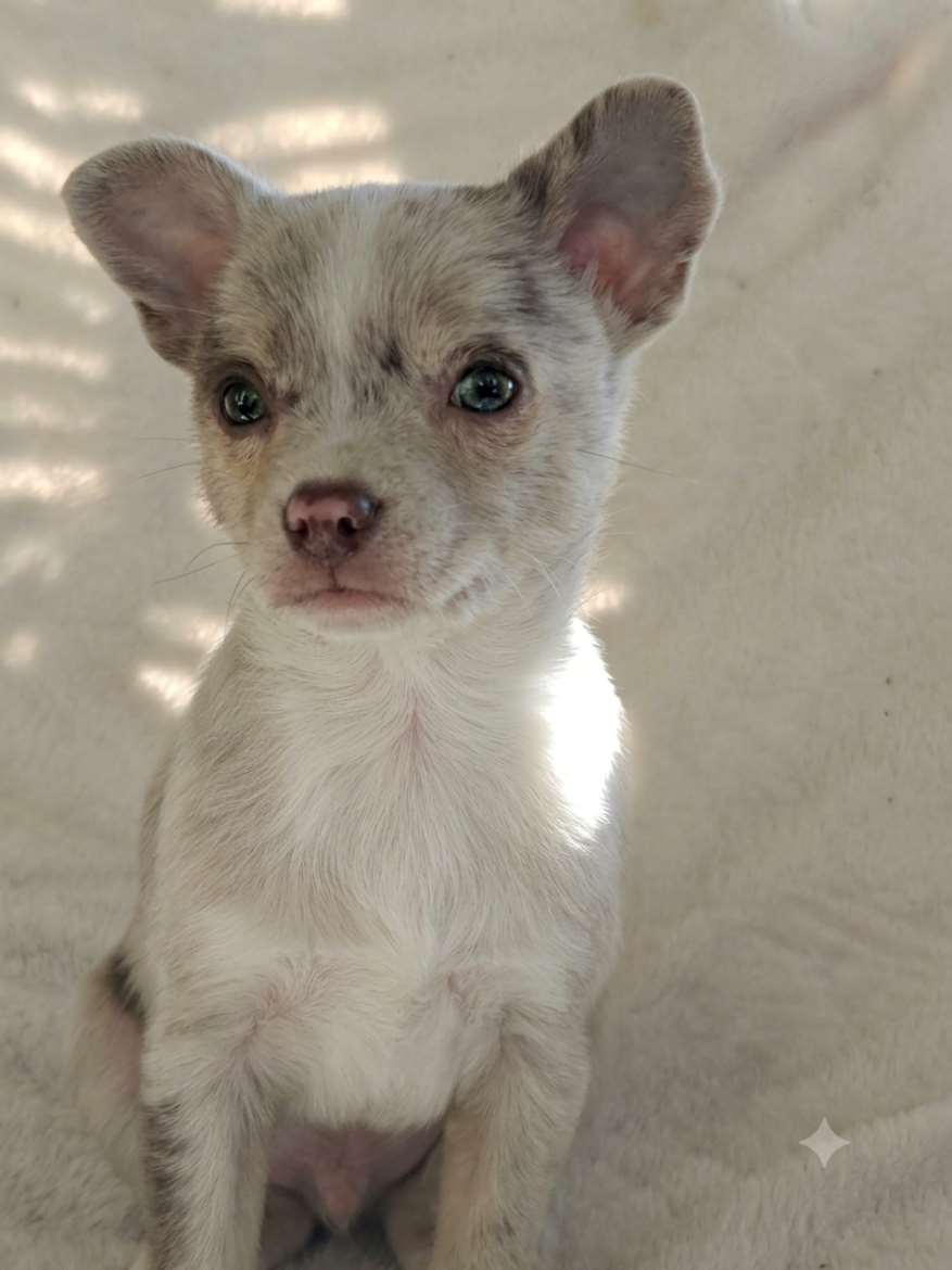 Chihuahua mix