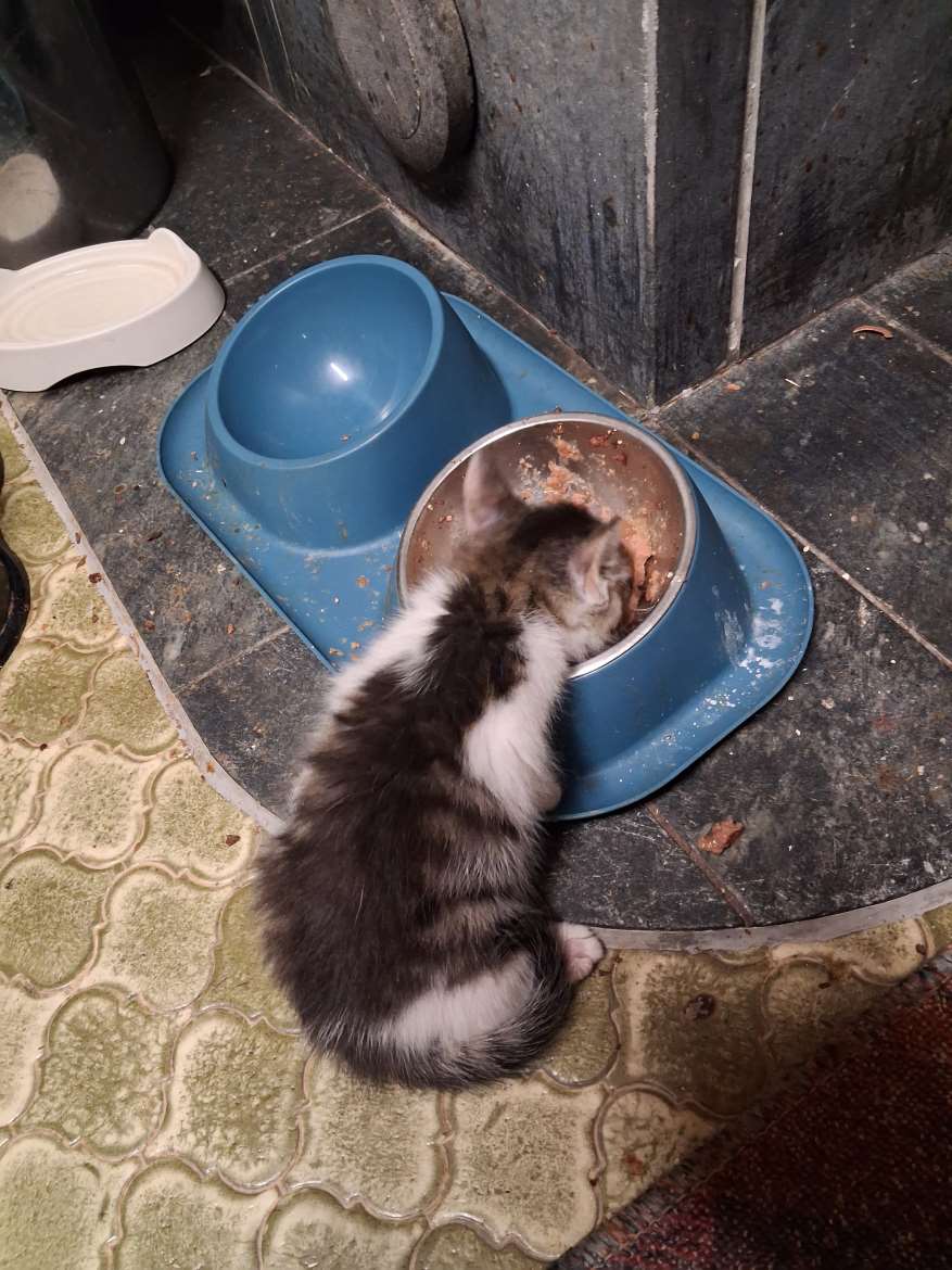 Tämä vielä vapaana