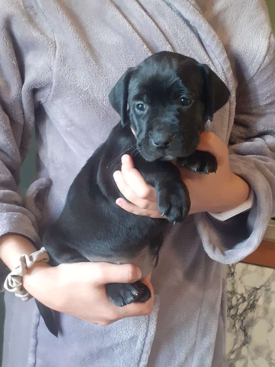Pitbull/Labradorinnoutajan pentuja