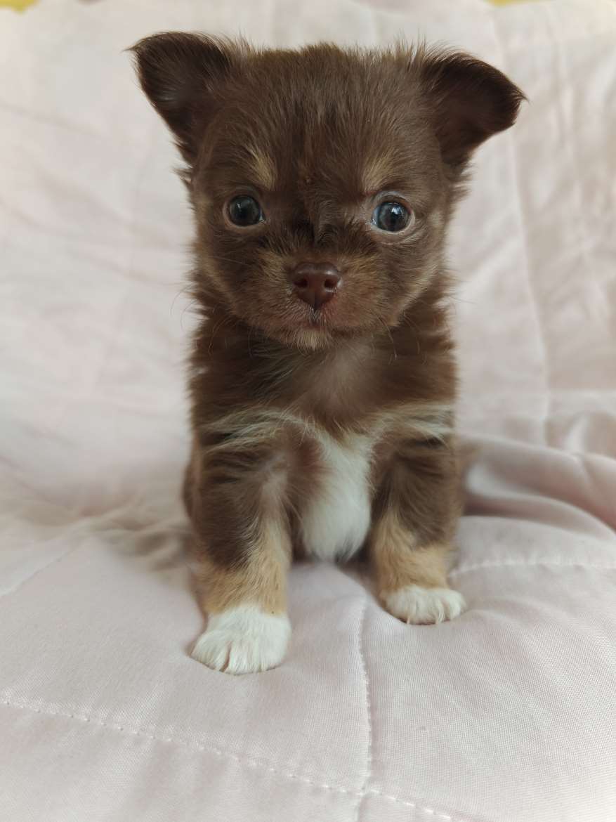 Chihuamix pennut