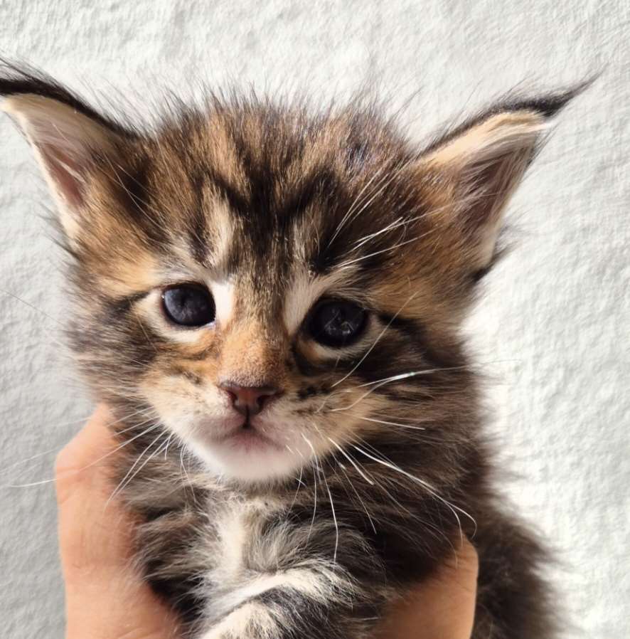 Maine Coon -kissanpennut