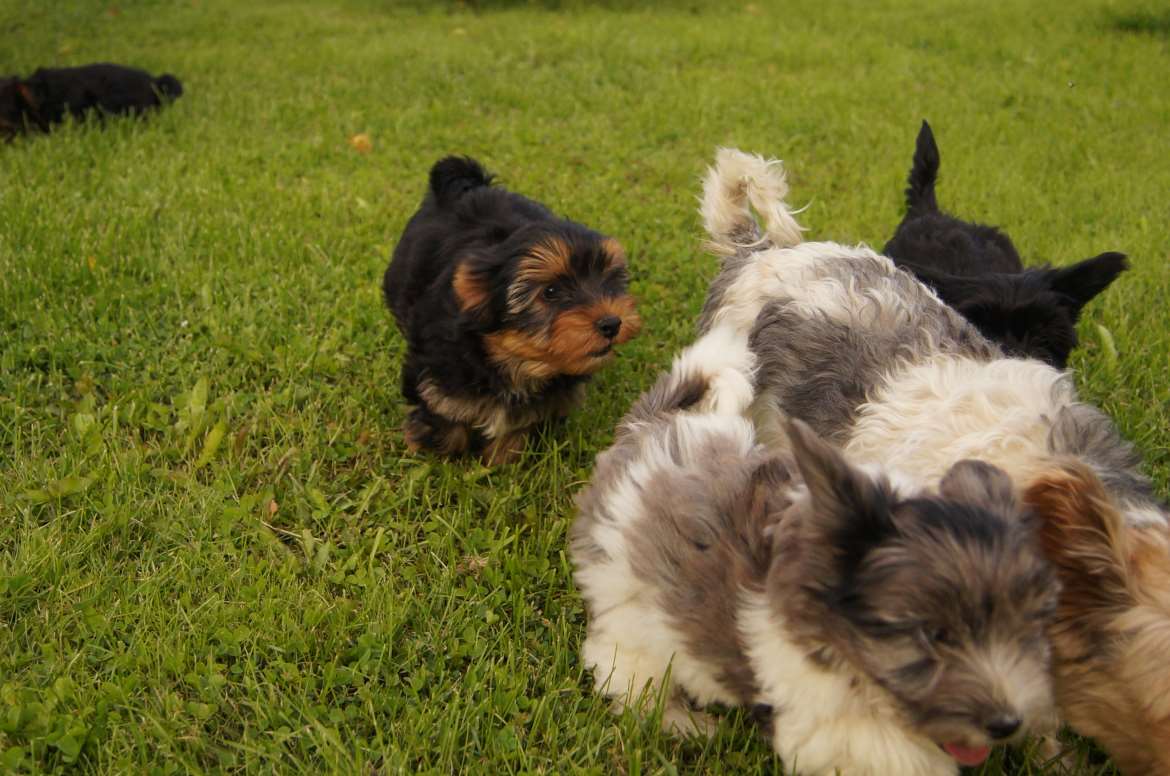 Biewerterrier ja merle yorkshirenterrierin pennut.