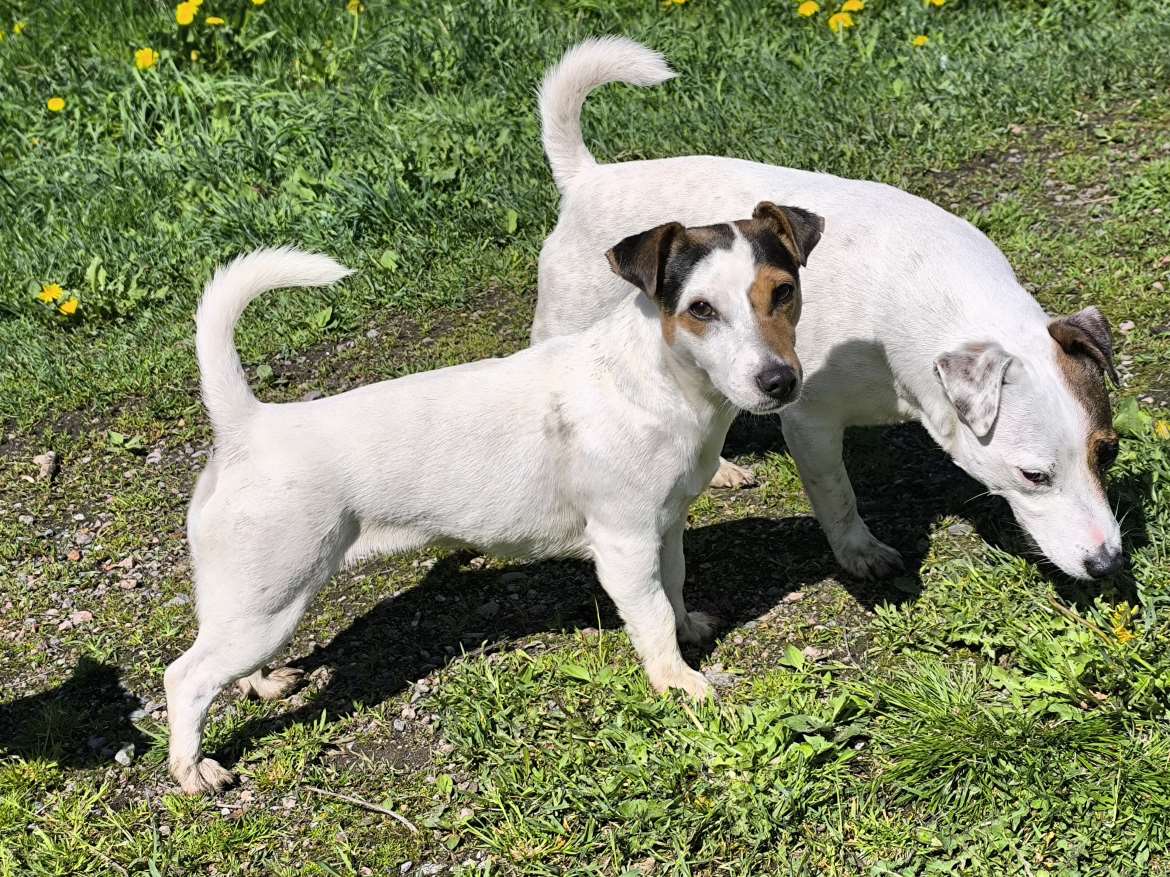 Jackrussellinterrierin narttu