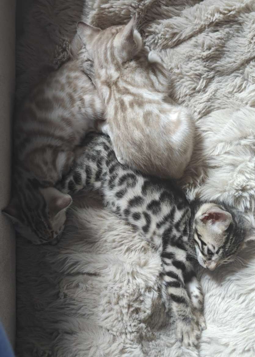 Bengalit