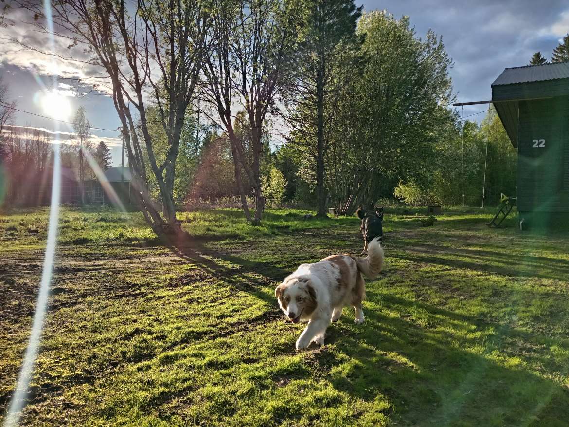 Red merle emä