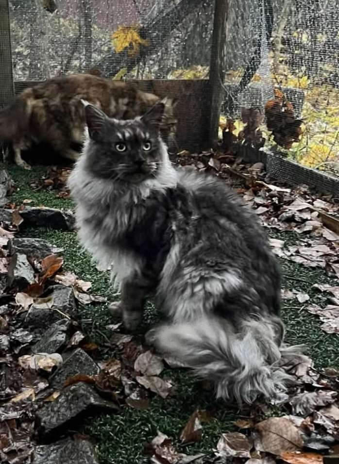 isä