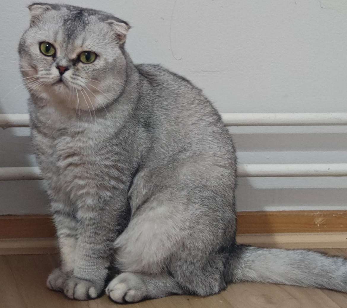 Simba 