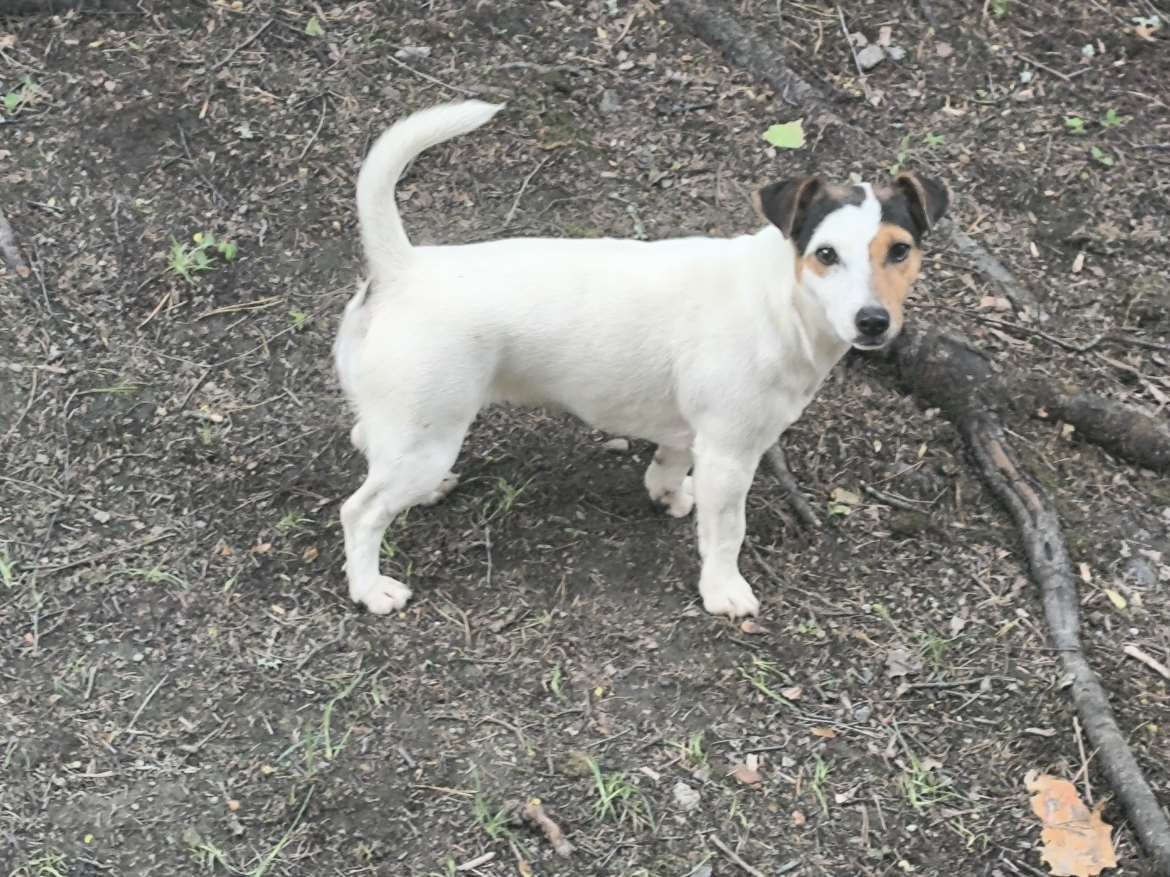 Jackrussellinterrierin narttu