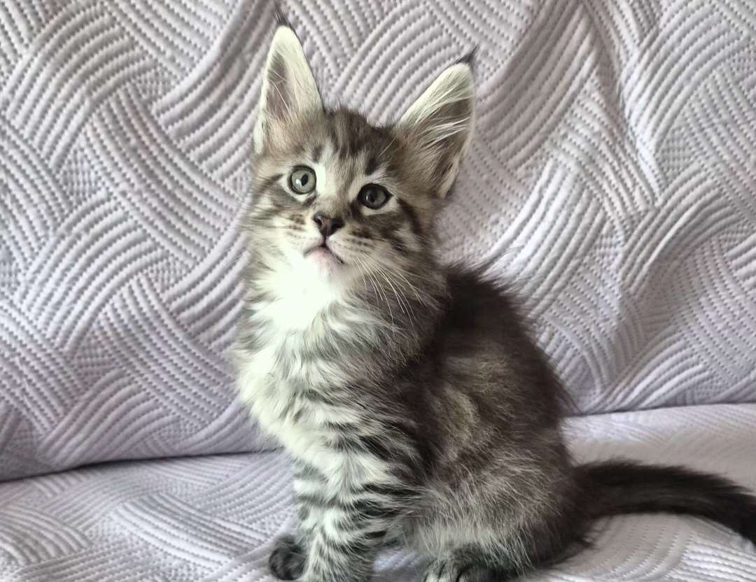 Maine Coon -kissanpennut