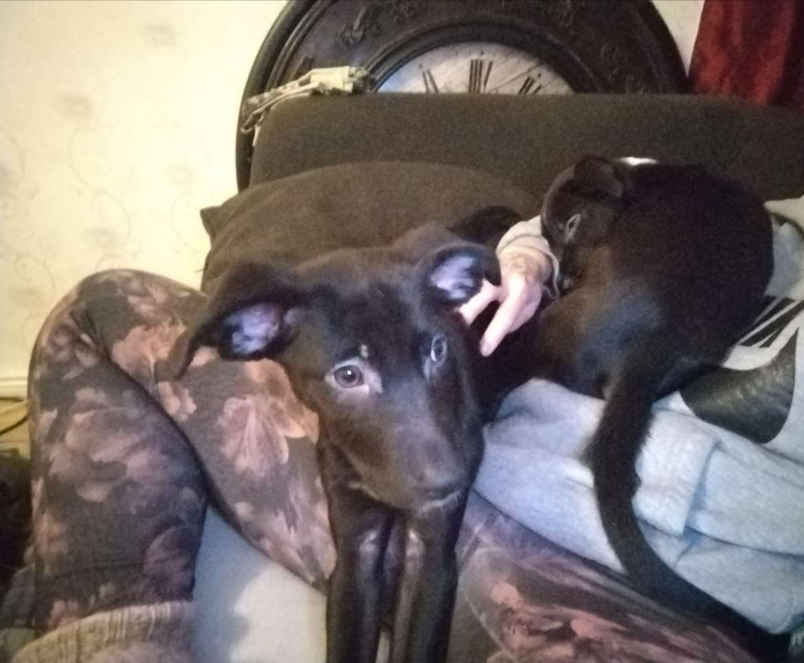 Pienet alkaa olla vähemmän pieniä, mut tarvitsevat viel rakastavat kodit jossa saa myös sohvaperunana viettää aikaa. Ikää nyt 3kk 