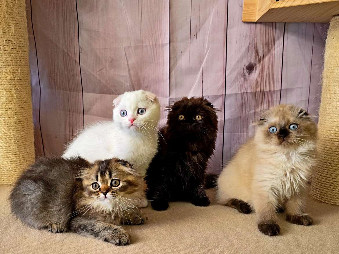 Scottish fold kissan pennut